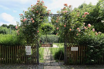 Rosen schmücken den Eingang zum Klostergarten.